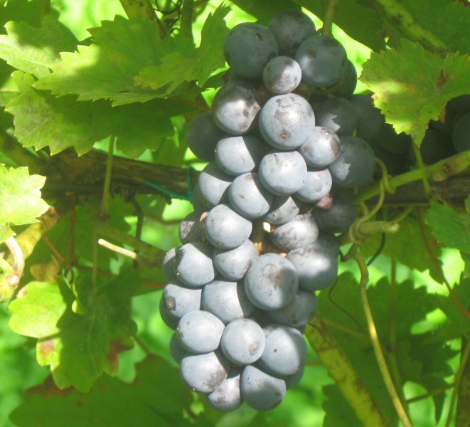 Plik:C-Volos 25082024.JPG