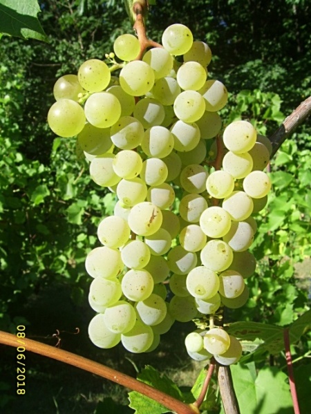 Plik:06082018 PS-grona.jpg