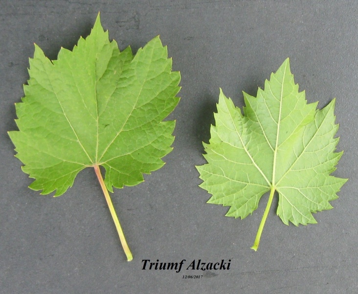 Plik:12062017 Triumf Alzacki-L.JPG