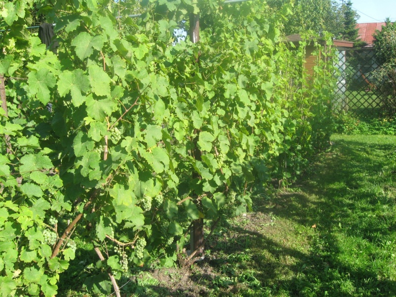 Plik:24082023 Johan.JPG