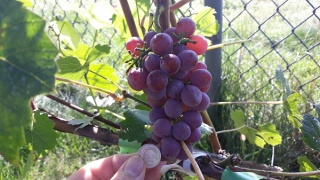 Kalina grono. Foto Marek39