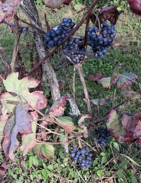 Plik:20250928 Dunaj.jpg