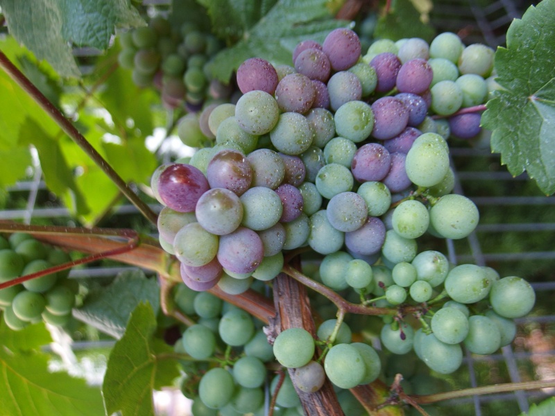 Plik:PR 20250817.JPG