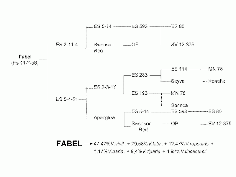 Plik:Fabel-drz.gif