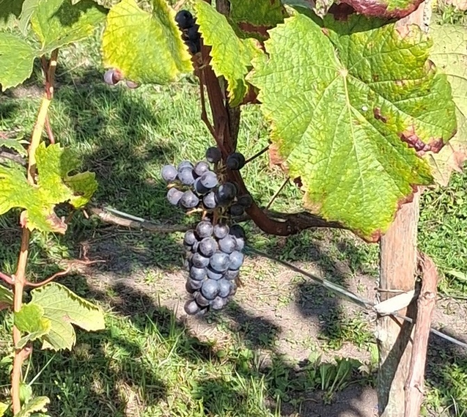 Plik:20250928 PR.jpg