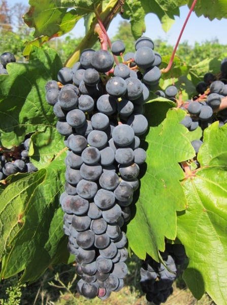 Plik:Fragment -grono.jpg