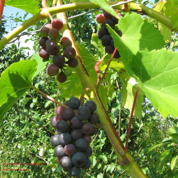 Plik:LM-koniec-veraison.jpg