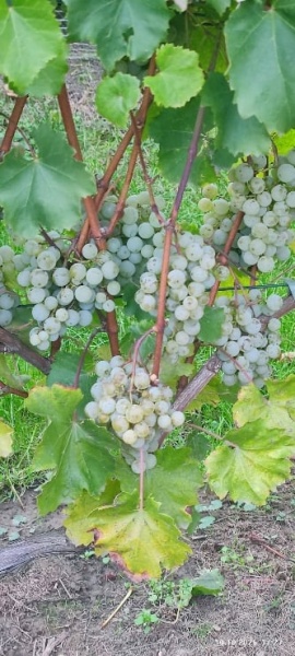 Plik:Morava 4-10-2025 RobertR krzew.jpg