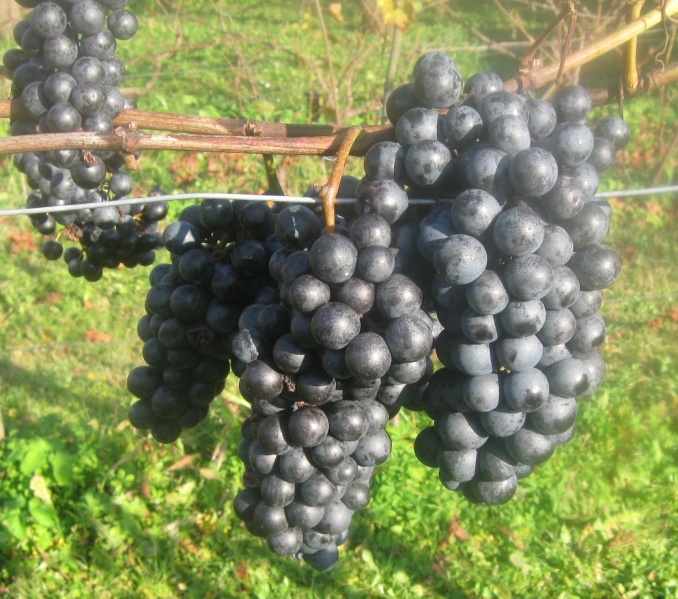 Plik:Salome 28102022.JPG