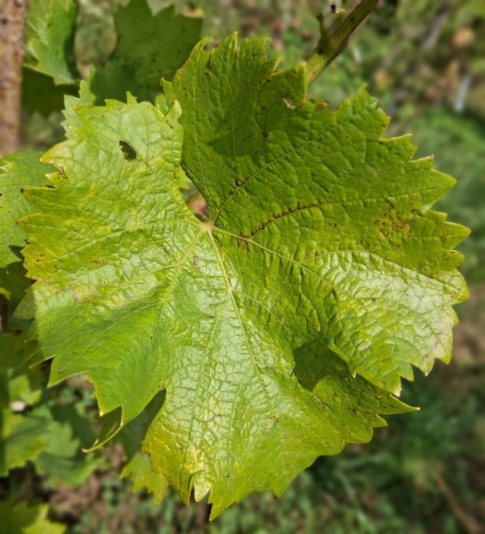 Plik:20250823 KretosL.jpg