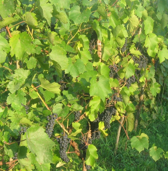 Plik:01092023 HzK.JPG