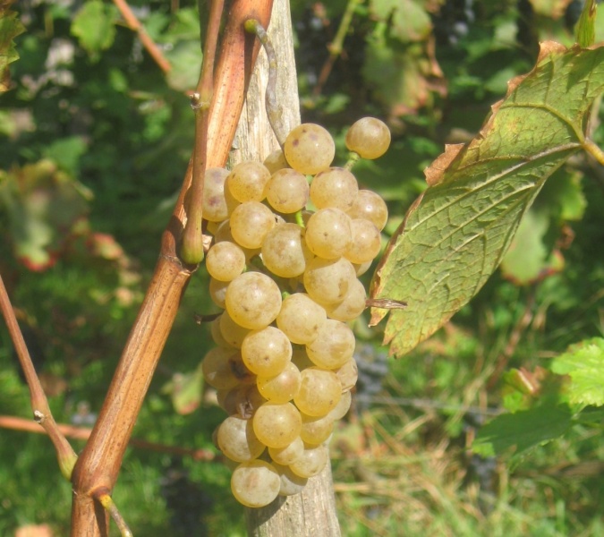 Plik:Sauvitage-gr 21092024.JPG