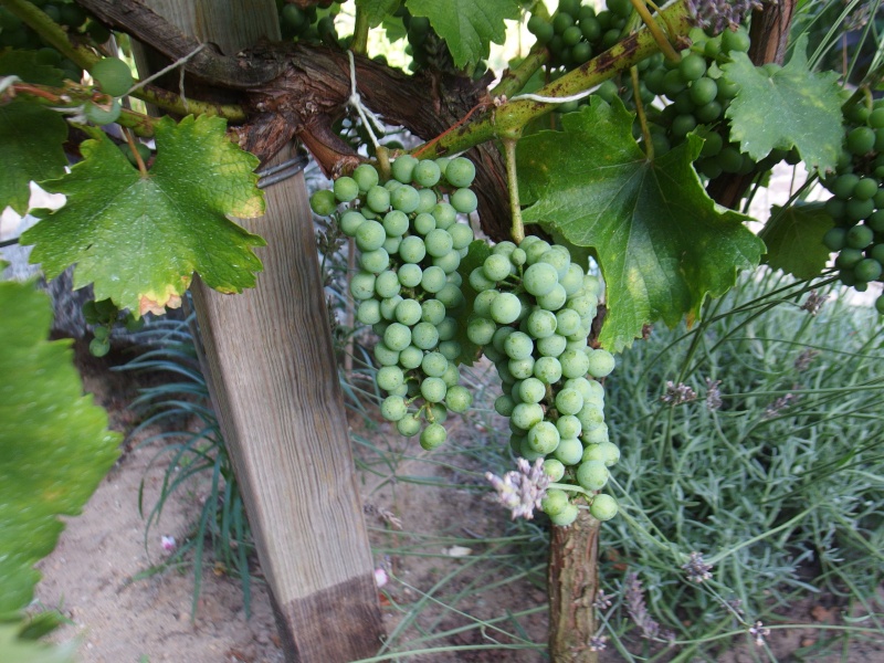 Plik:S(3).Maris 17082025 grona.JPG