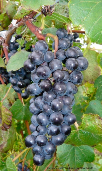 Plik:Grono Arandell.jpg