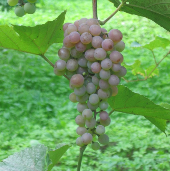 Plik:16082018 V 71-141.JPG