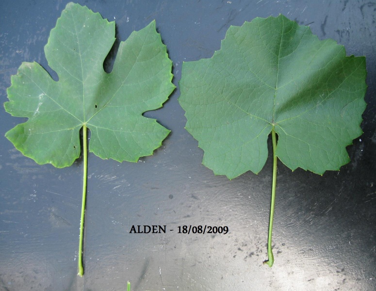 Plik:Alden-L.jpg