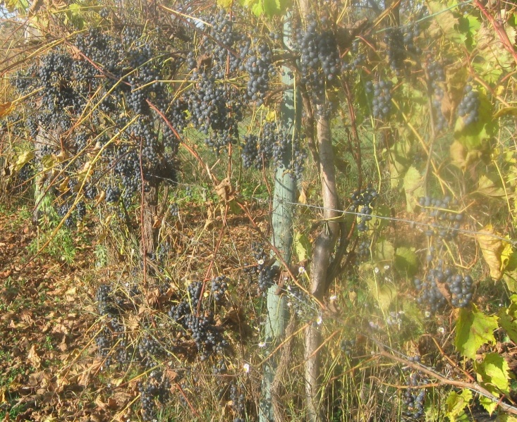 Plik:Frontenac 27102022.JPG