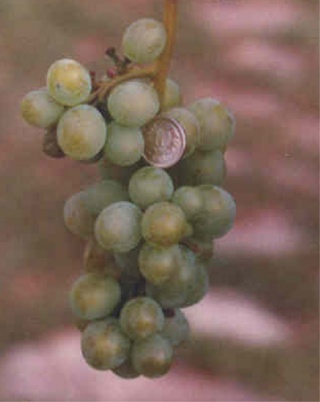 SENECA - grono Foto: Krycha