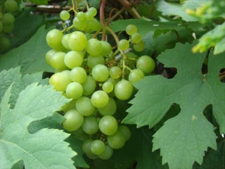 Triumf - grono i liście&nbsp;; foto: Zbigniew Baran