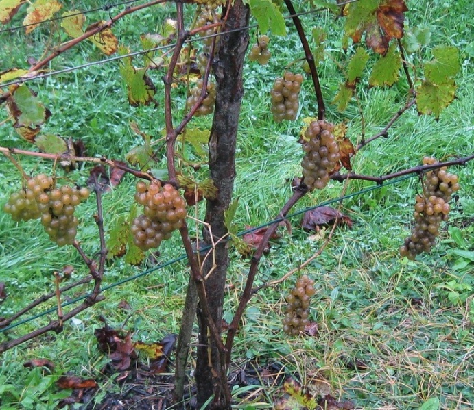 Plik:17102020 Soreli.JPG