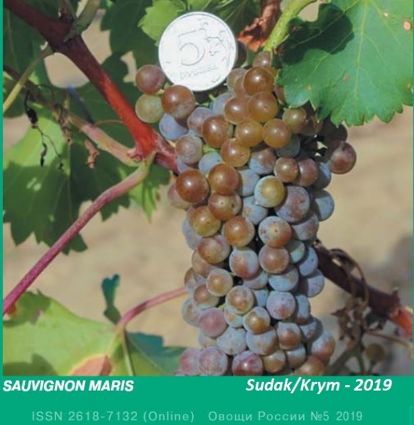 Plik:Sauvignon Maris.JPG