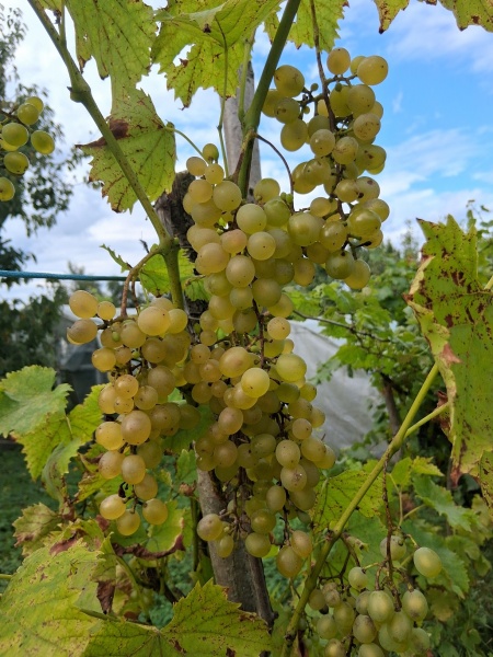 Plik:20250912 Garant.jpg