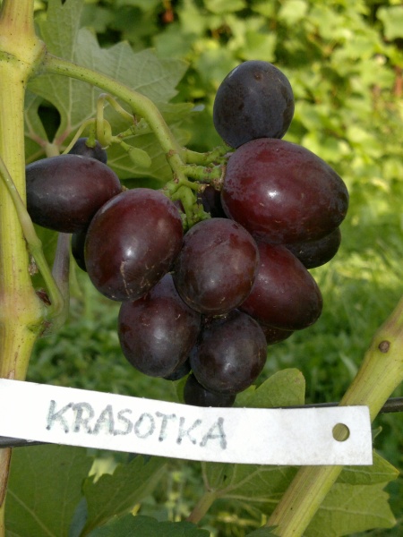 Plik:Krasotka 01092011.jpg