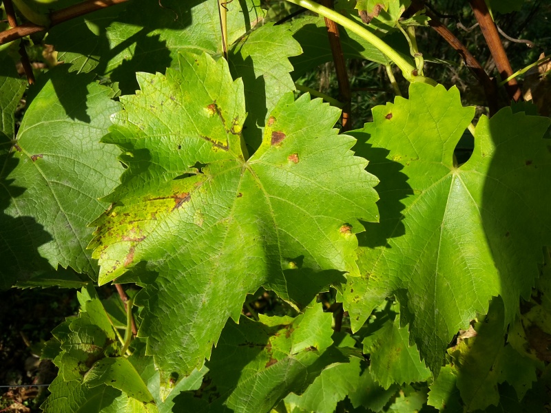 Plik:20221012 151248.jpg