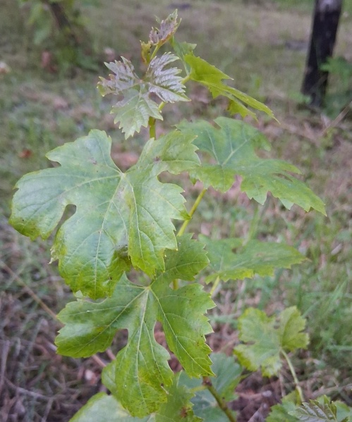 Plik:20250813 Kosmopol-kor.jpg